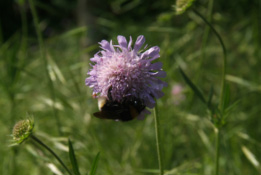 Knautia arvensisBeemdkroon bestellen